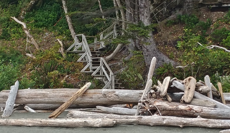 driftwood on beach